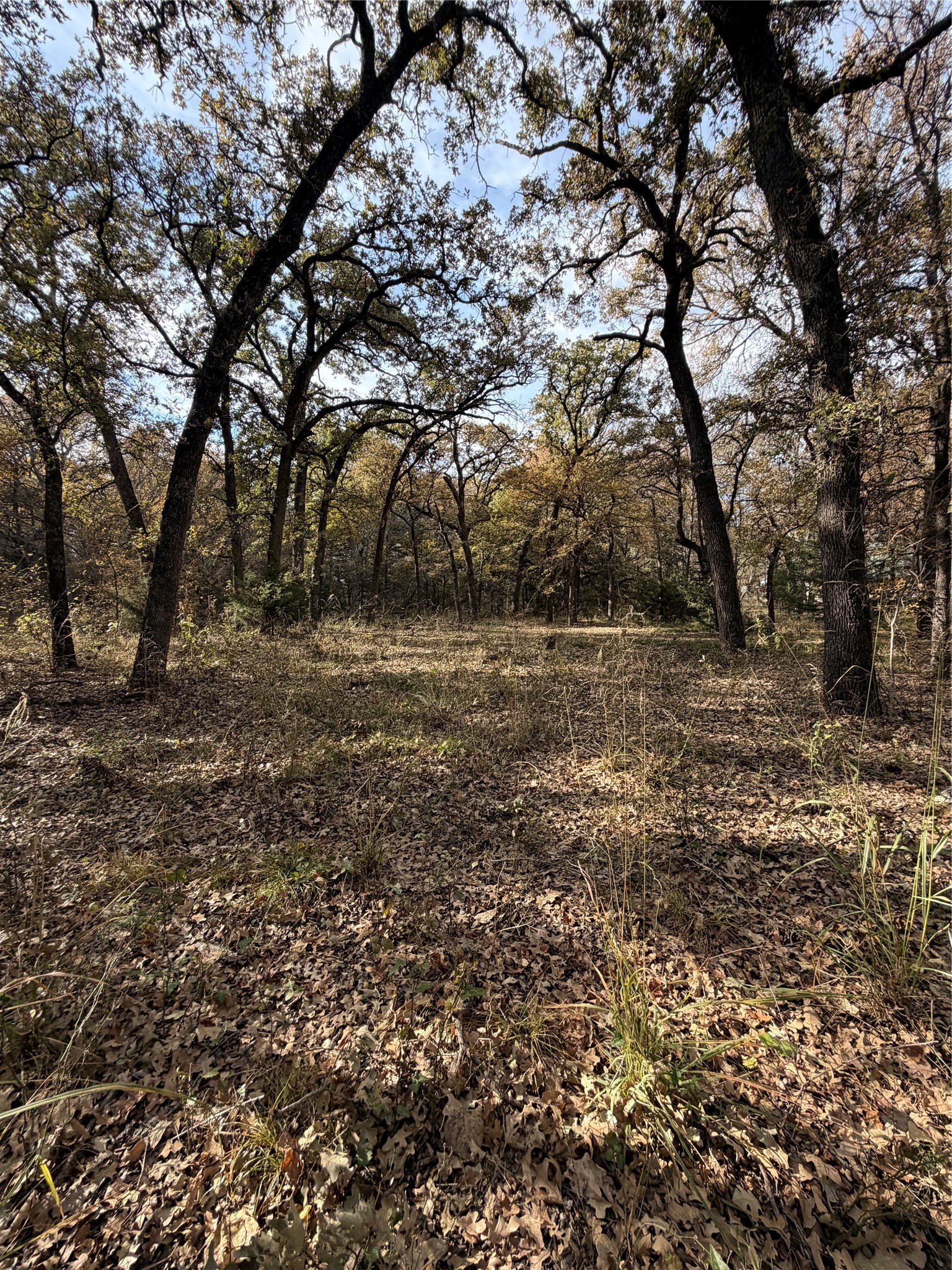 Tbd Fm 1655 Chico TX 76431