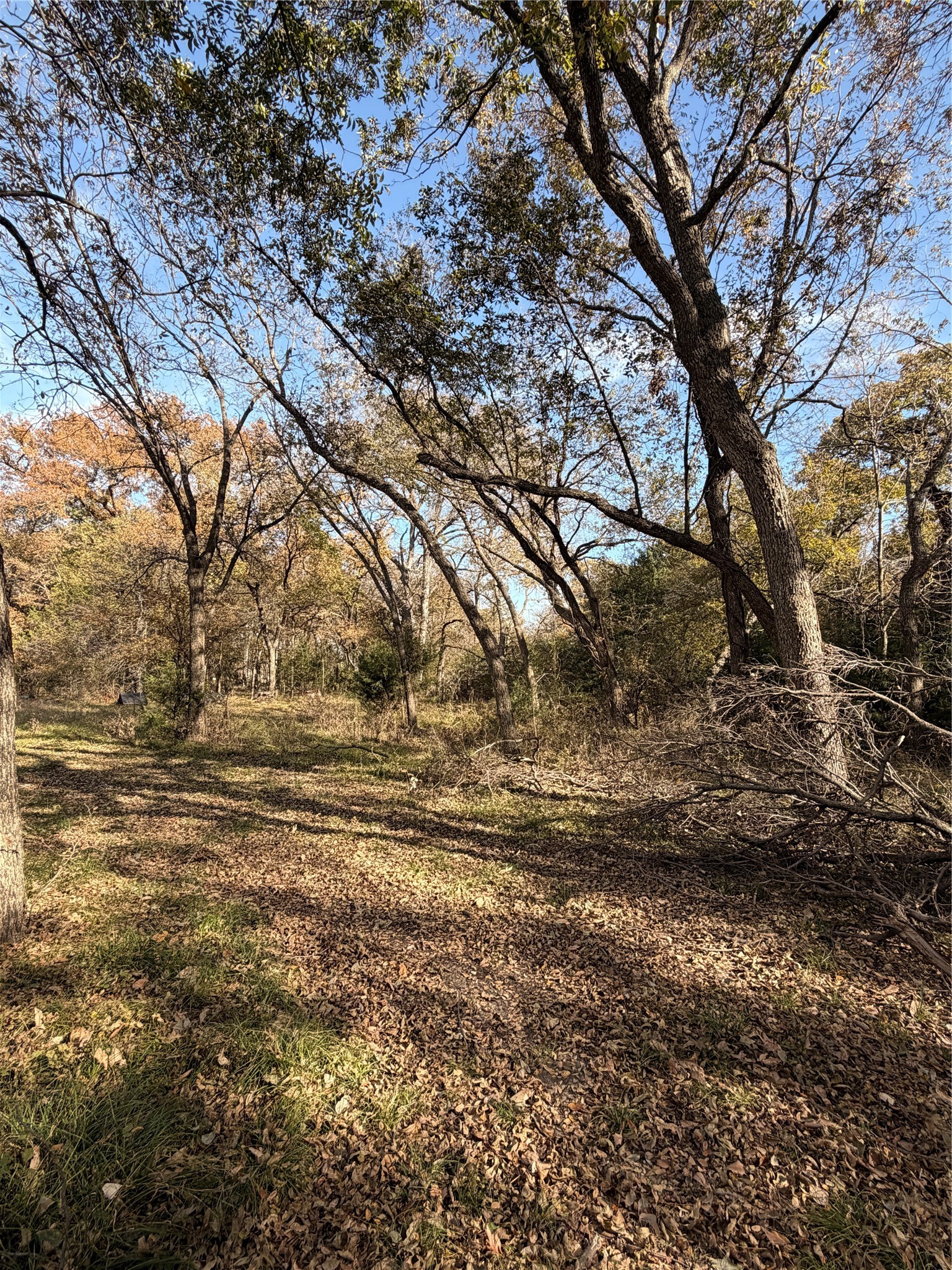 Tbd Fm 1655 Chico TX 76431