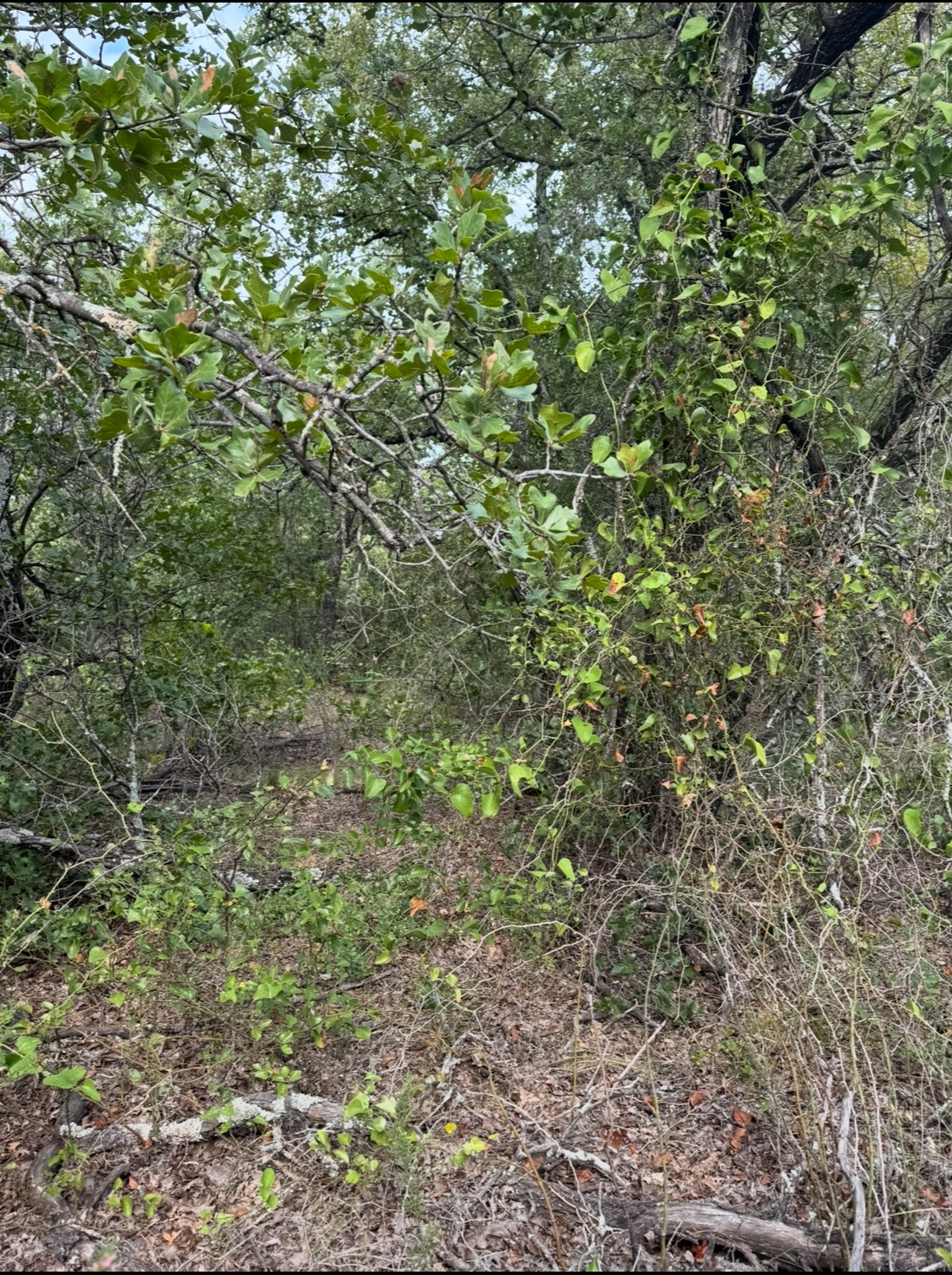 Tbd Cr 3540 Bridgeport TX 76426