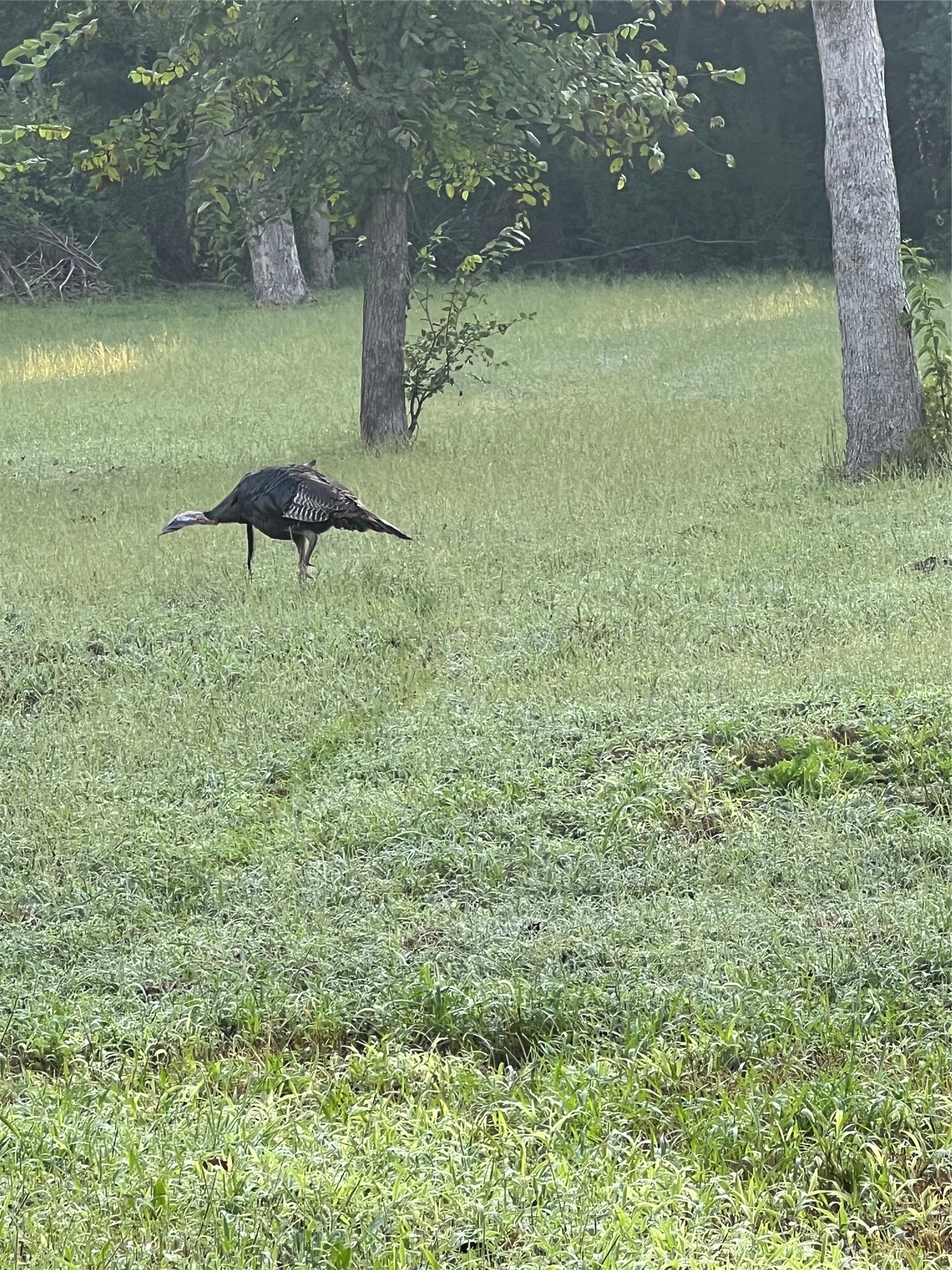 Tbd Waterworks Road Midlothian TX 76065