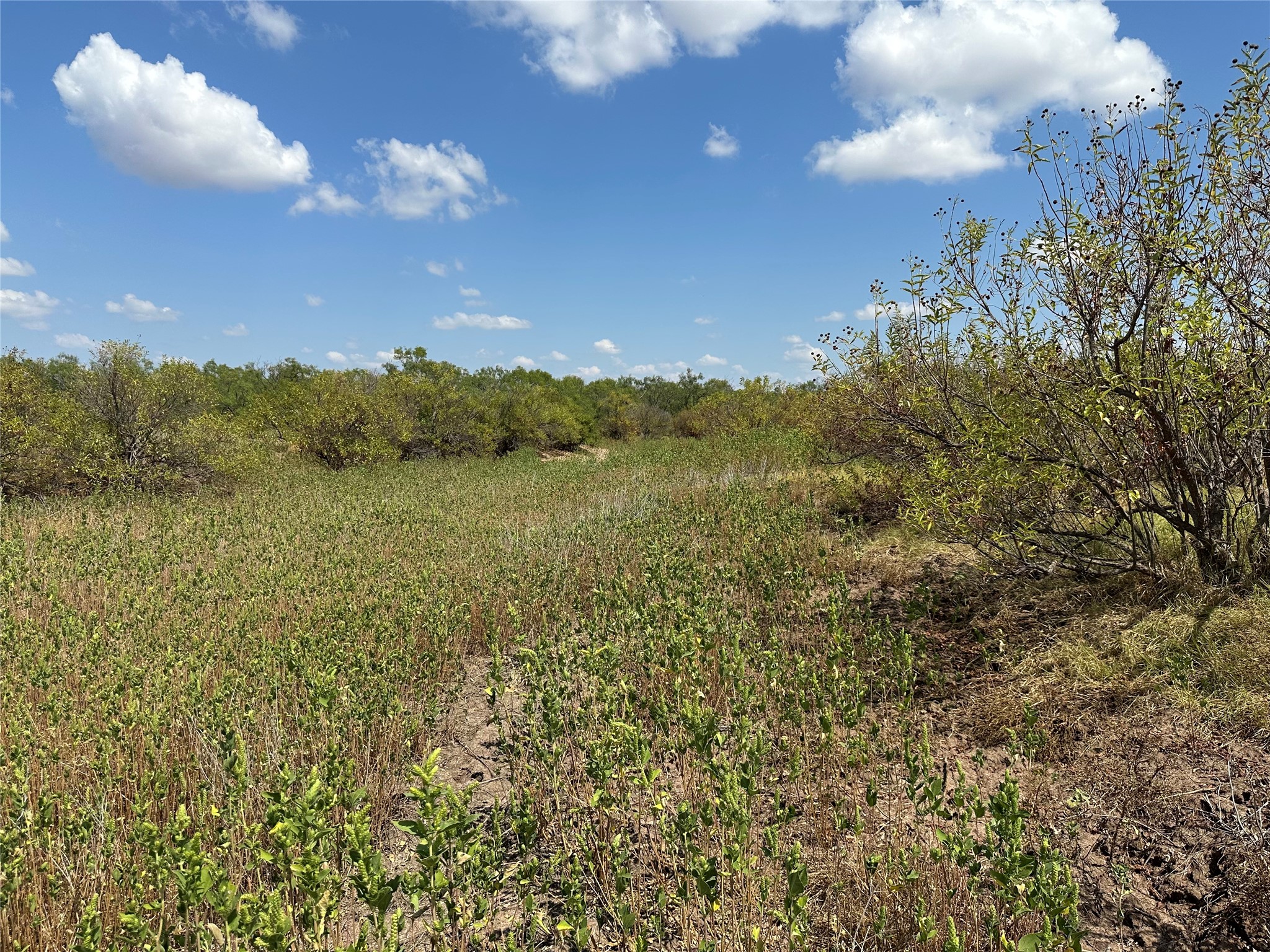 952 Pr 2179 Wingate TX 79566