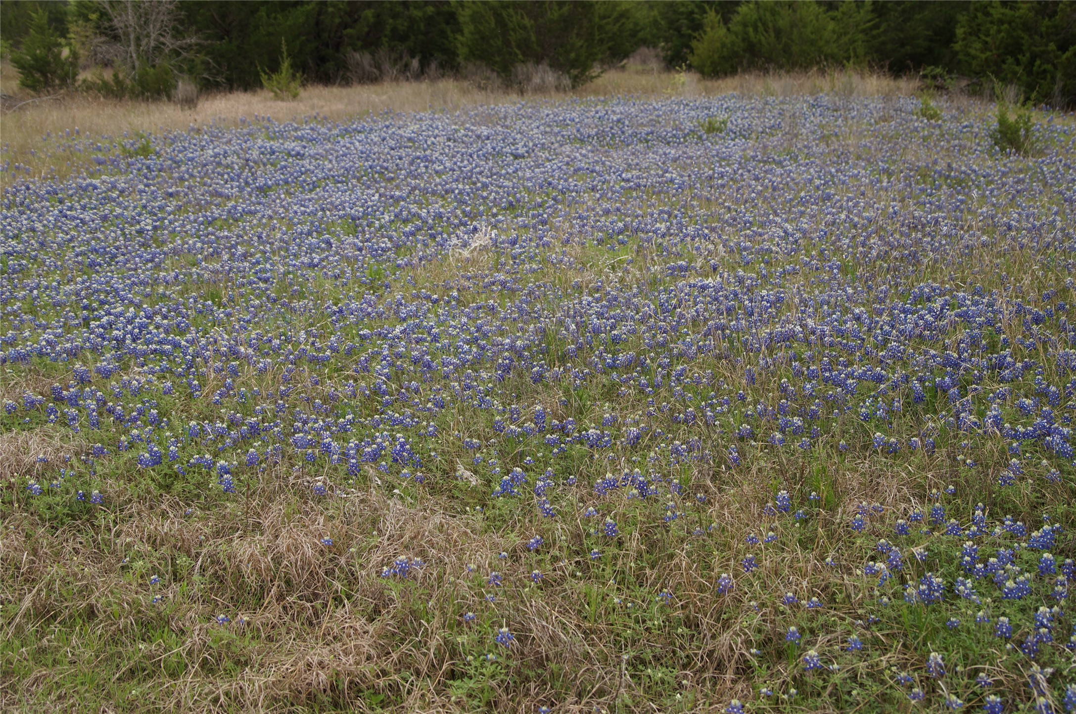 1198 S Clark Road Cedar Hill TX 75104