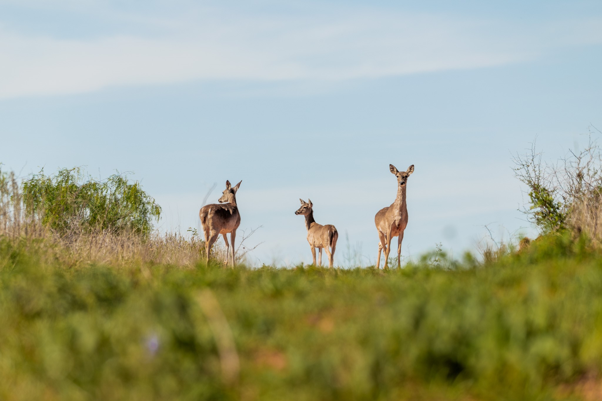 551 County Road 121 Coleman TX 76834