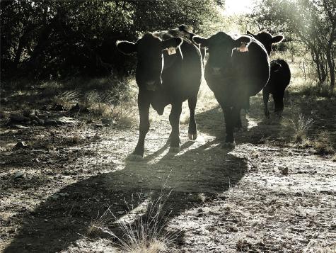 Tbd County Road 131 Brownwood TX 76801