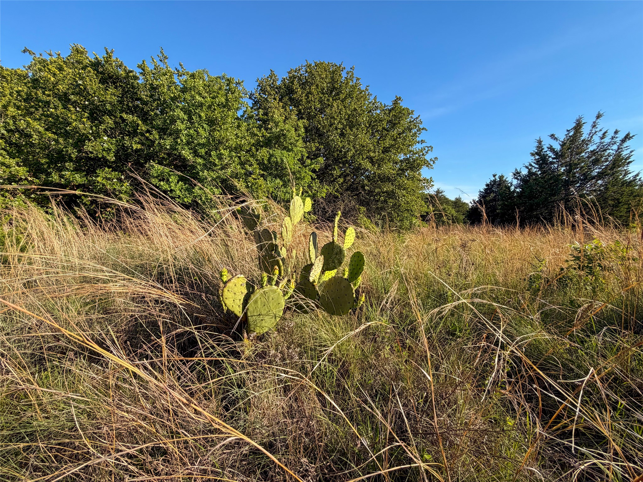 Tbd Farm To Market Road 1956 Nocona TX 76255
