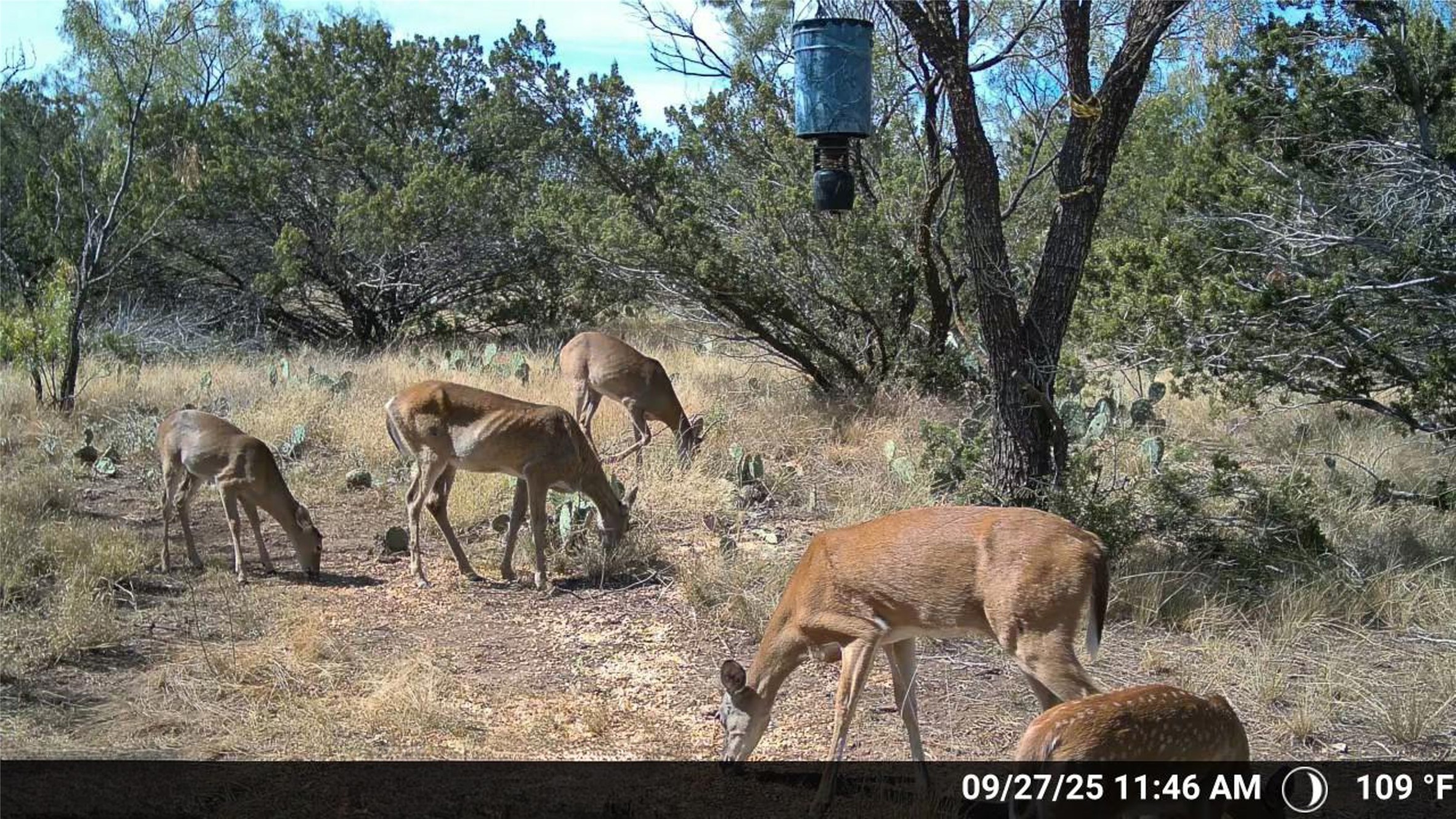 Tbd Walnut Road Robert Lee TX 76945