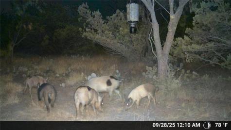 Tbd Walnut Road Robert Lee TX 76945