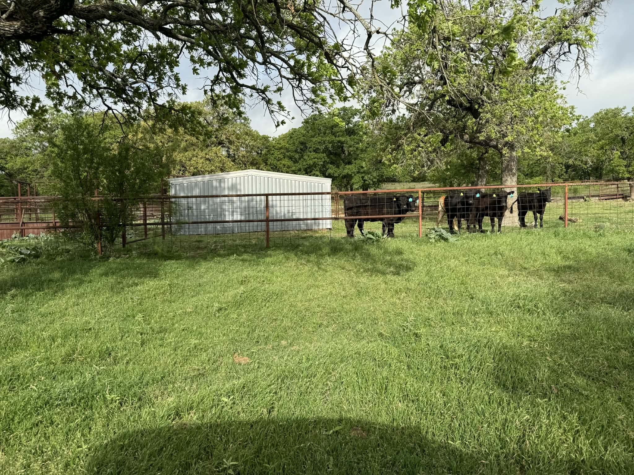 3100 Cr 153 Blanket TX 76432