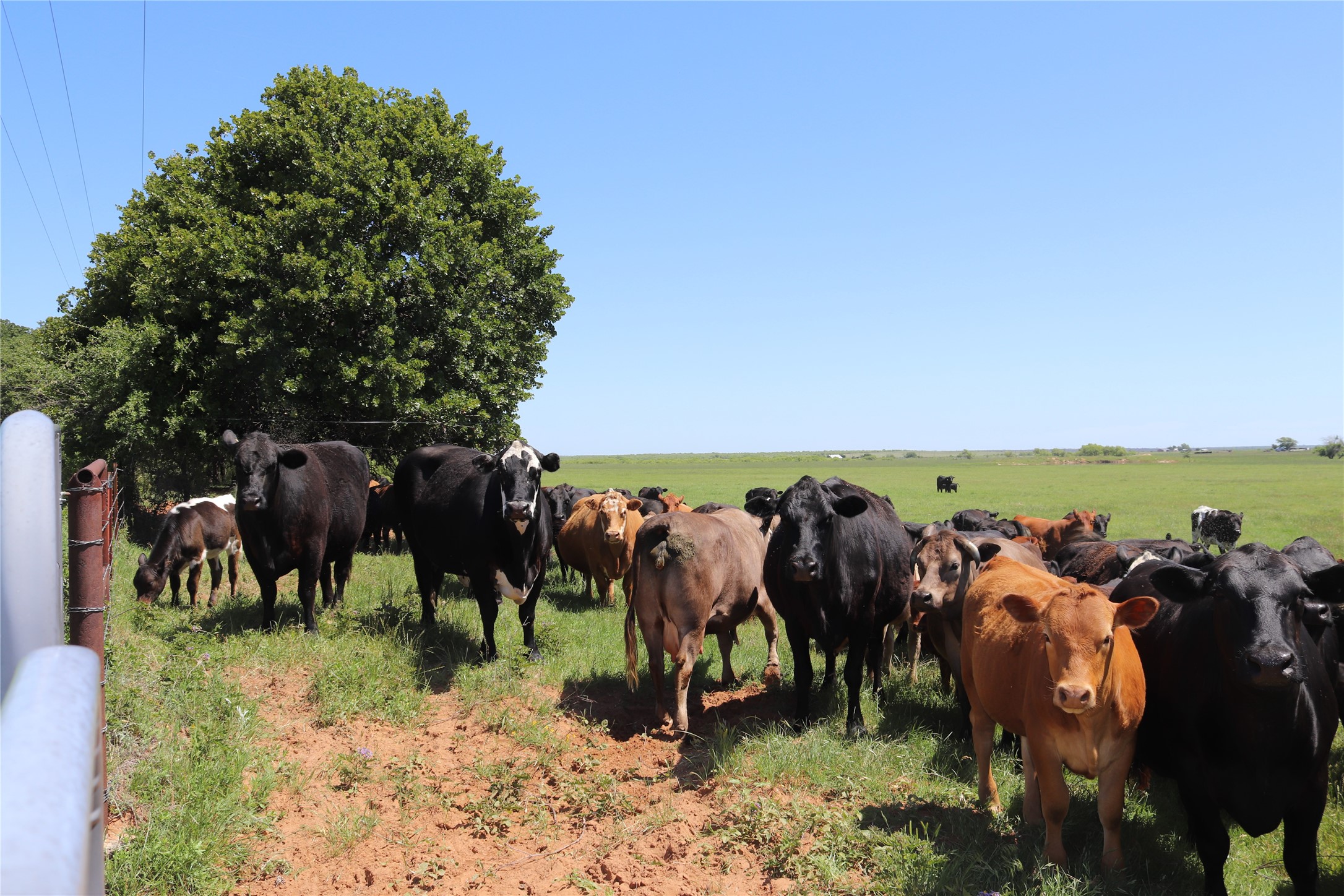 80 Acres South Deer Creek Road Henrietta TX 76365