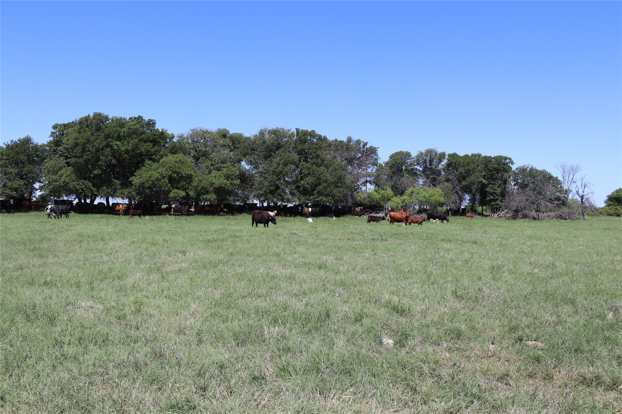 80 Acres South Deer Creek Road Henrietta TX 76365