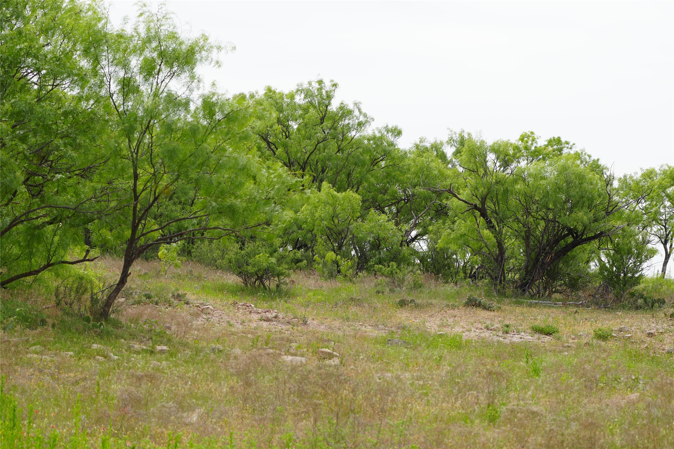 Tbd County Road 503 Abilene TX 79601