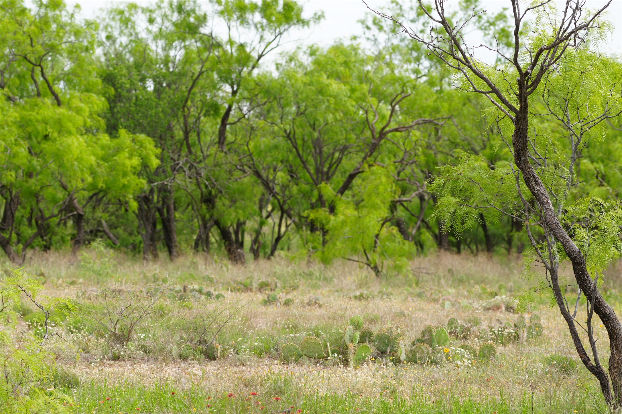 Tbd County Road 503 Abilene TX 79601