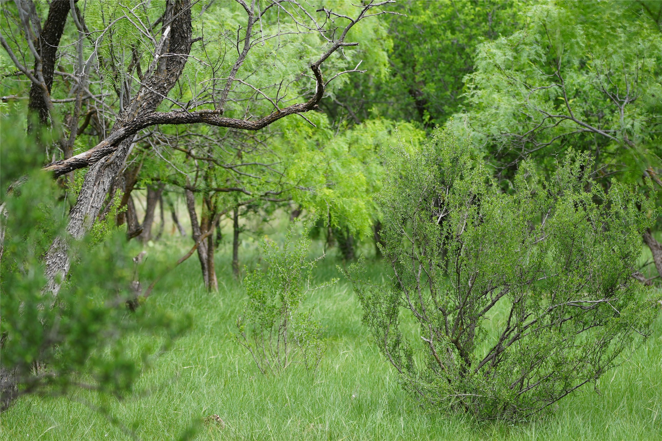 Tbd County Road 503 Abilene TX 79601