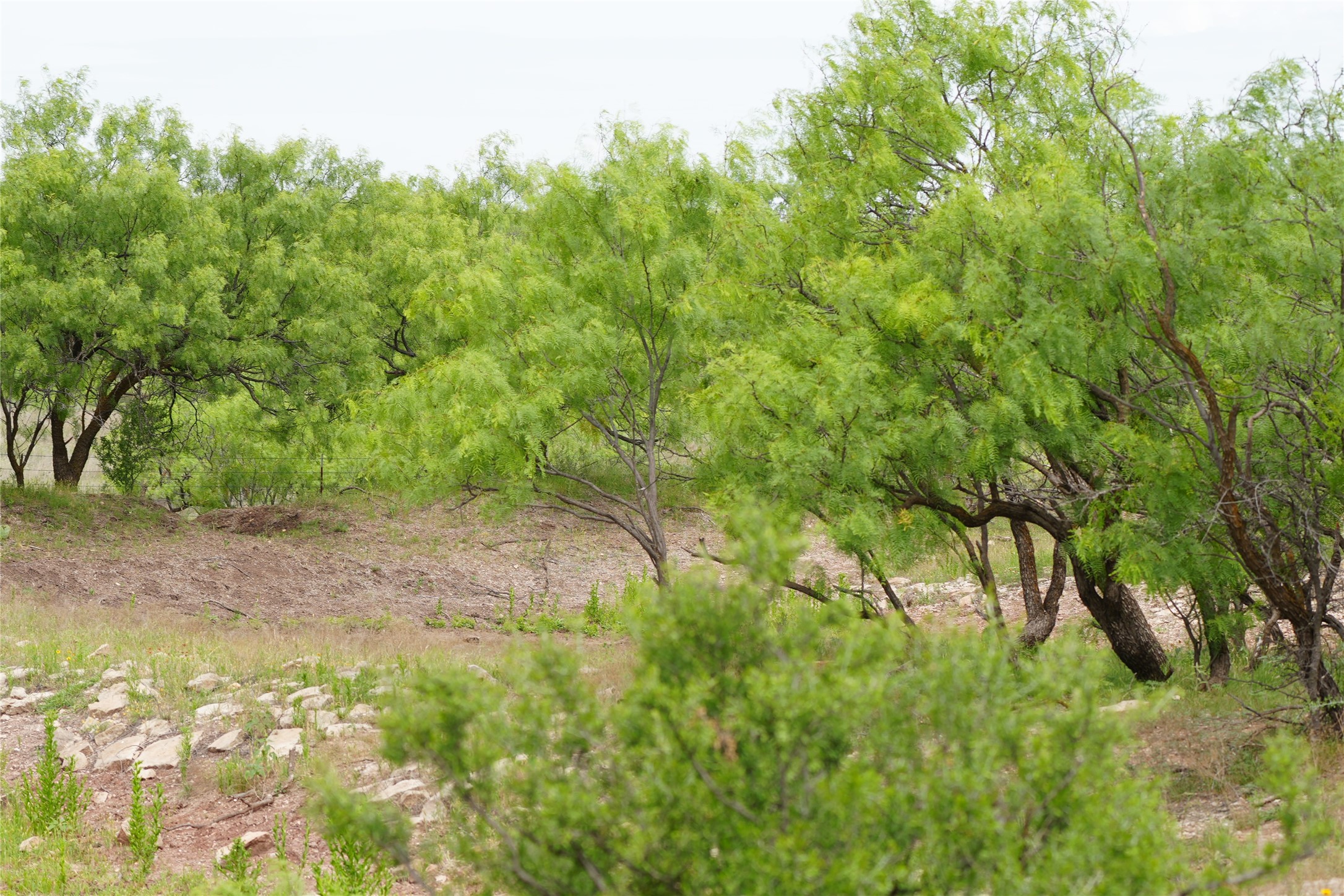 Tbd County Road 503 Abilene TX 79601