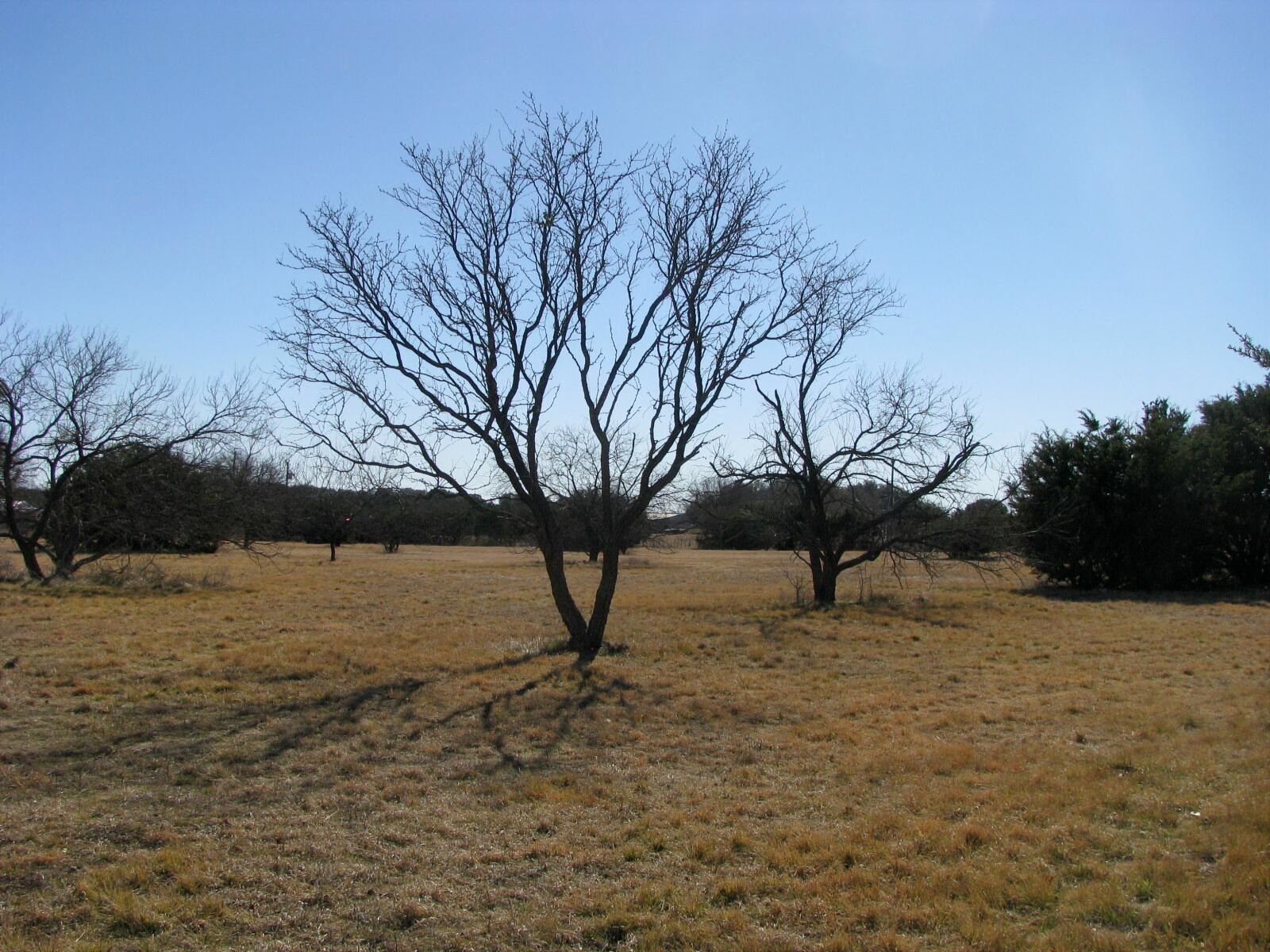 Tbd Lot 2 Old Pidcoke Road Gatesville TX 76528