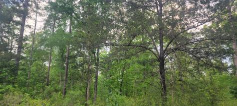 Tbd County Road 430 Carthage TX 75633