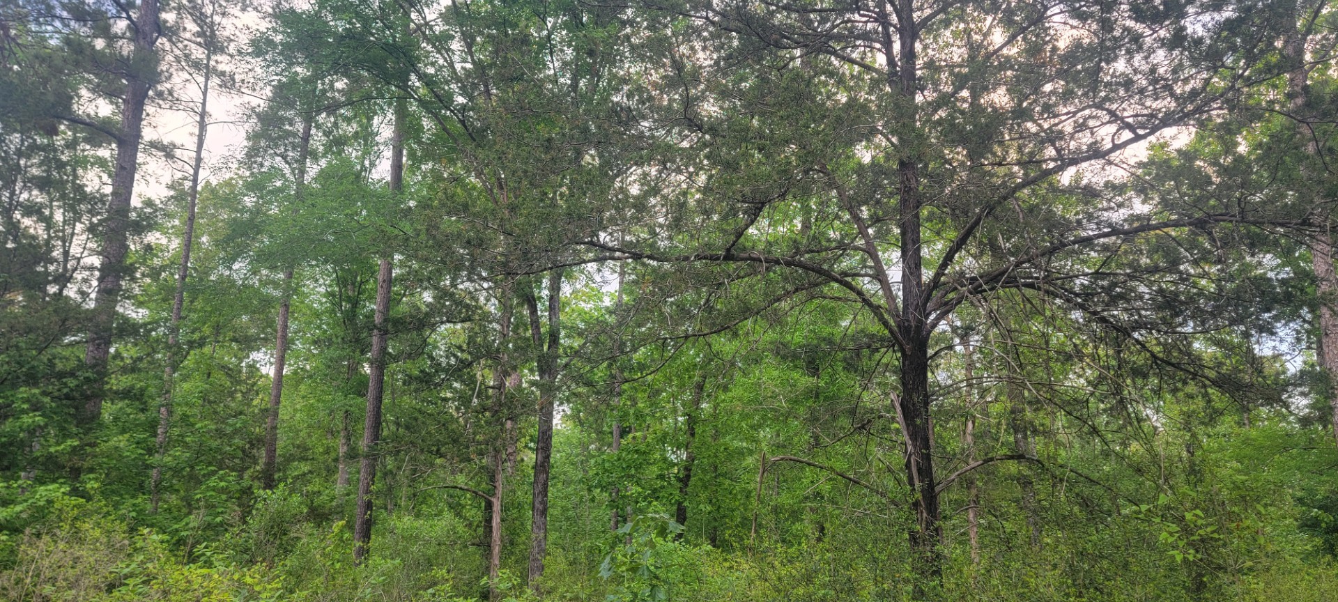 Tbd County Road 430 Carthage TX 75633