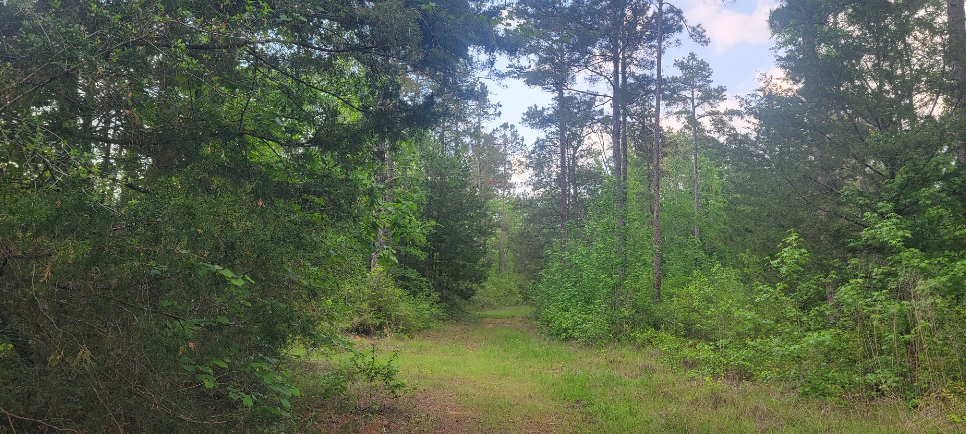 Tbd County Road 430 Carthage TX 75633