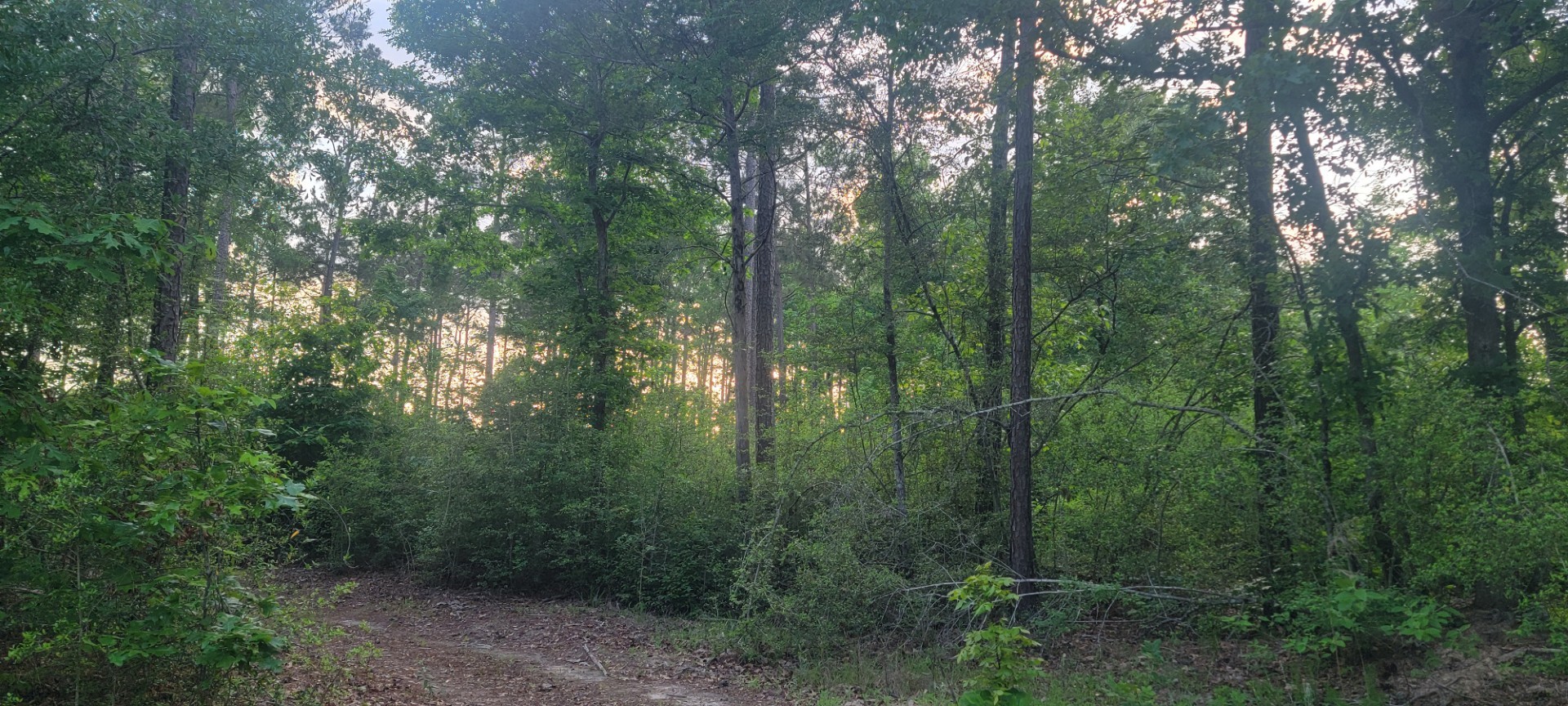 Tbd County Road 430 Carthage TX 75633