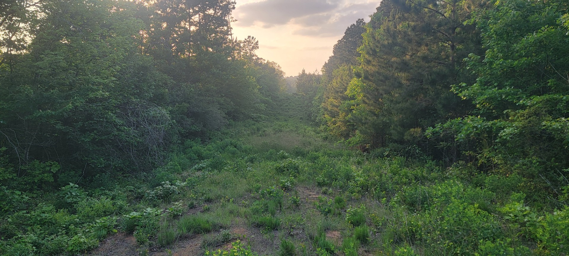 Tbd County Road 430 Carthage TX 75633