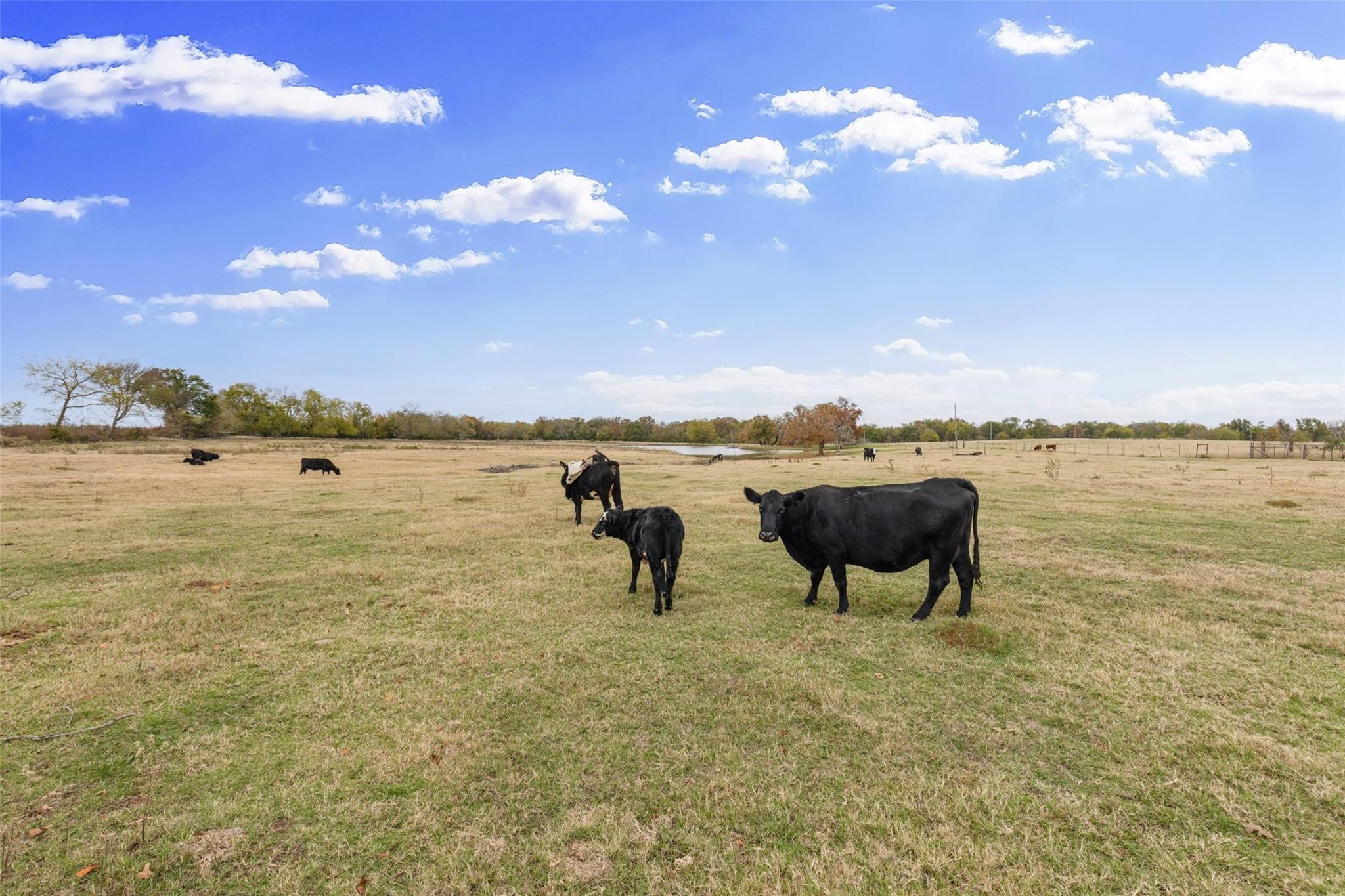 1436 County Road 2320 Como TX 75431