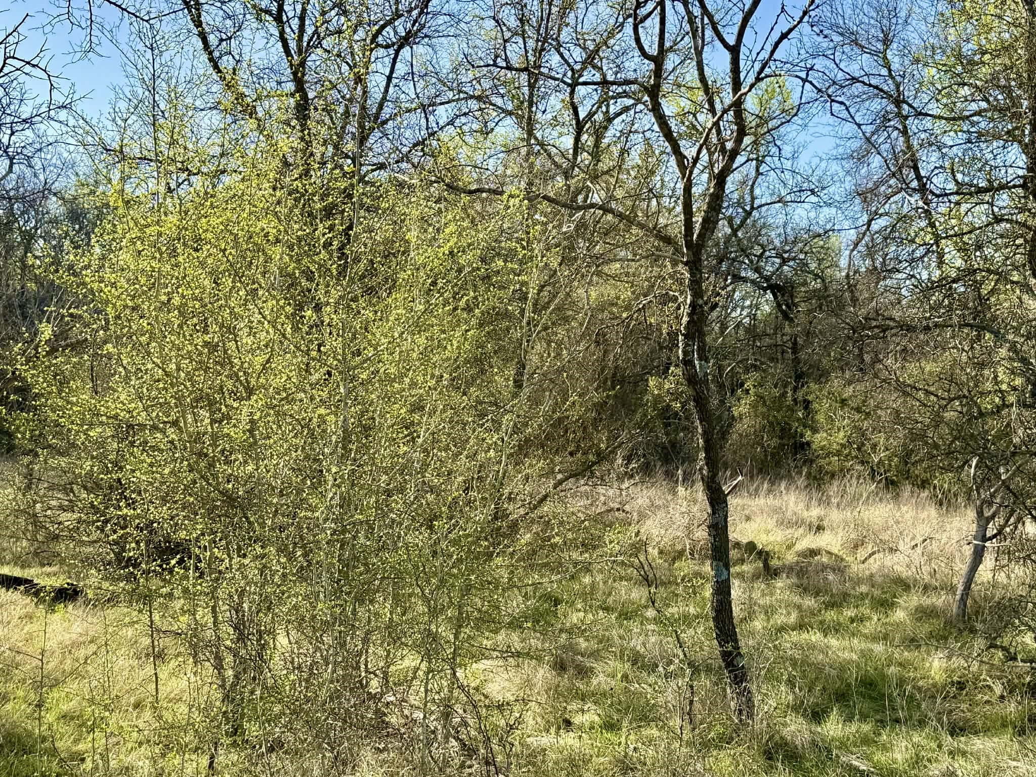 Tbd 20.02 Acres Cr 328 Dublin TX 76446