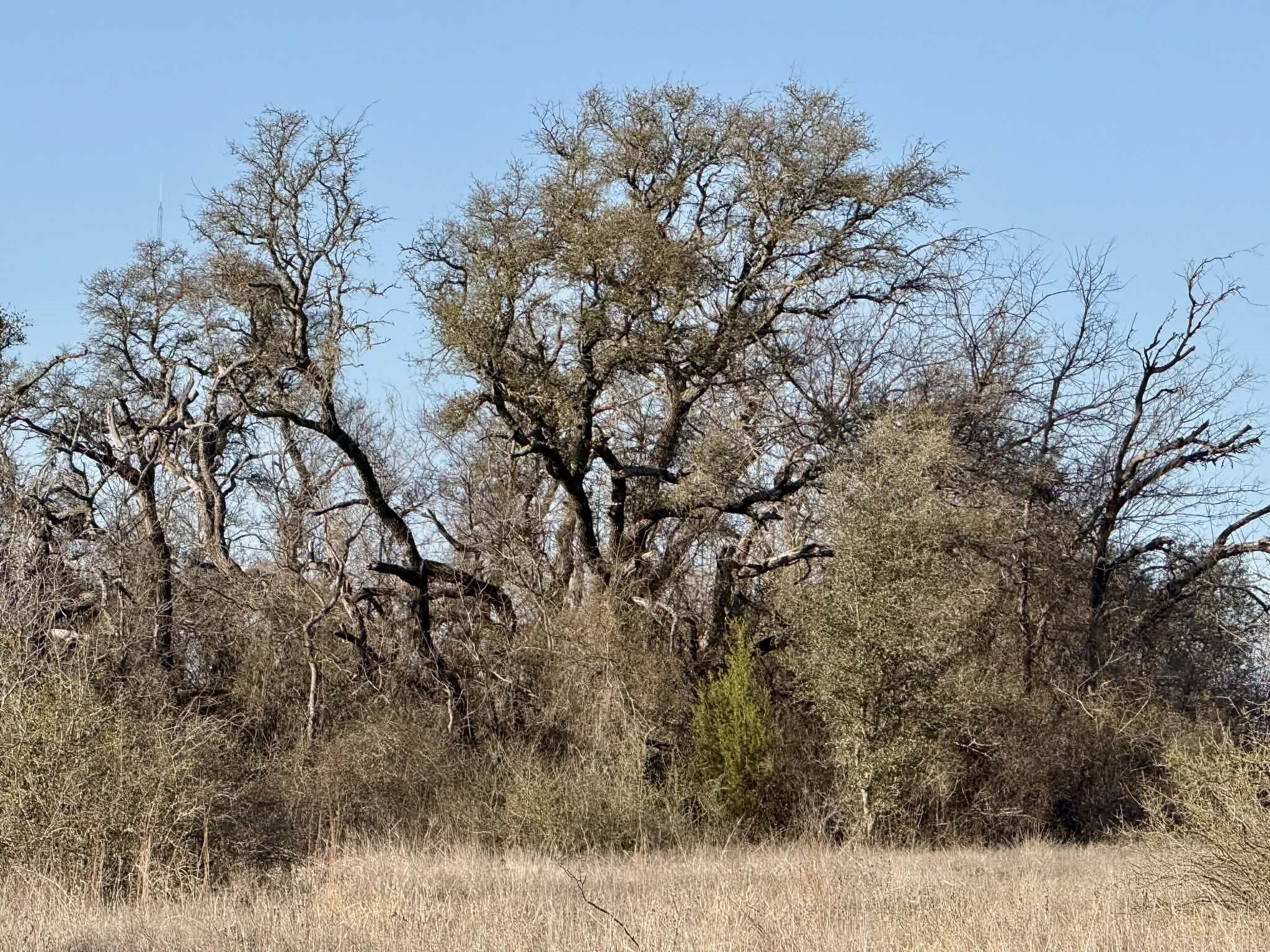 Tbd 20.02 Acres Cr 328 Dublin TX 76446