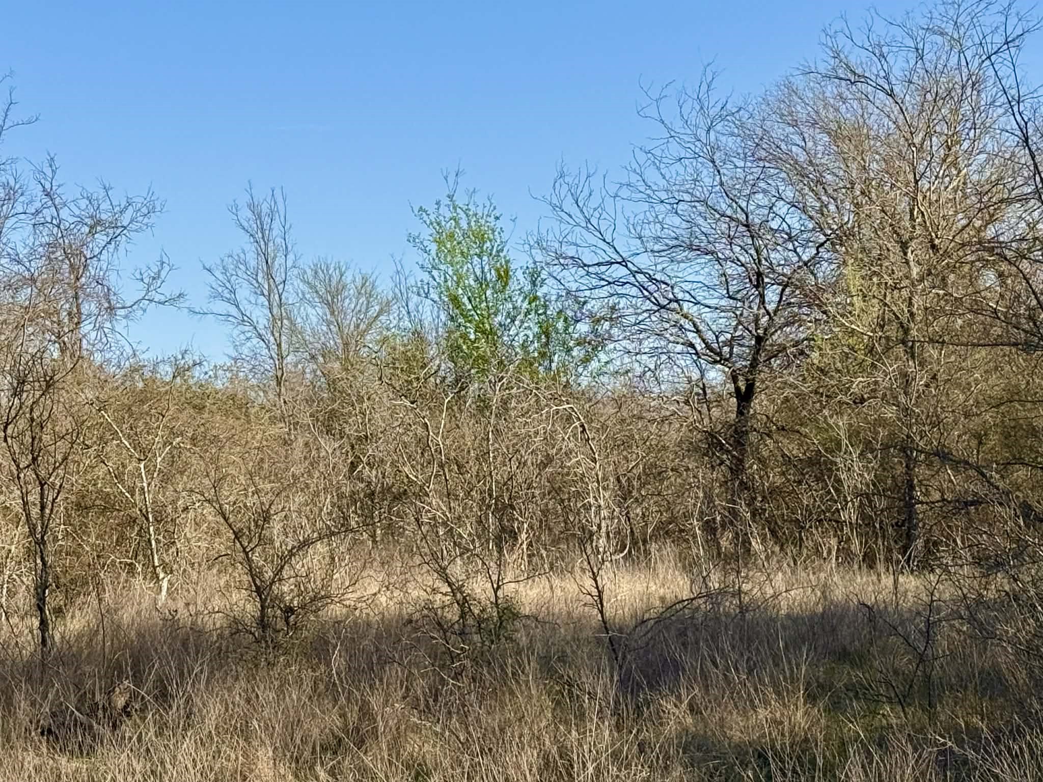 Tbd 20.02 Acres Cr 328 Dublin TX 76446