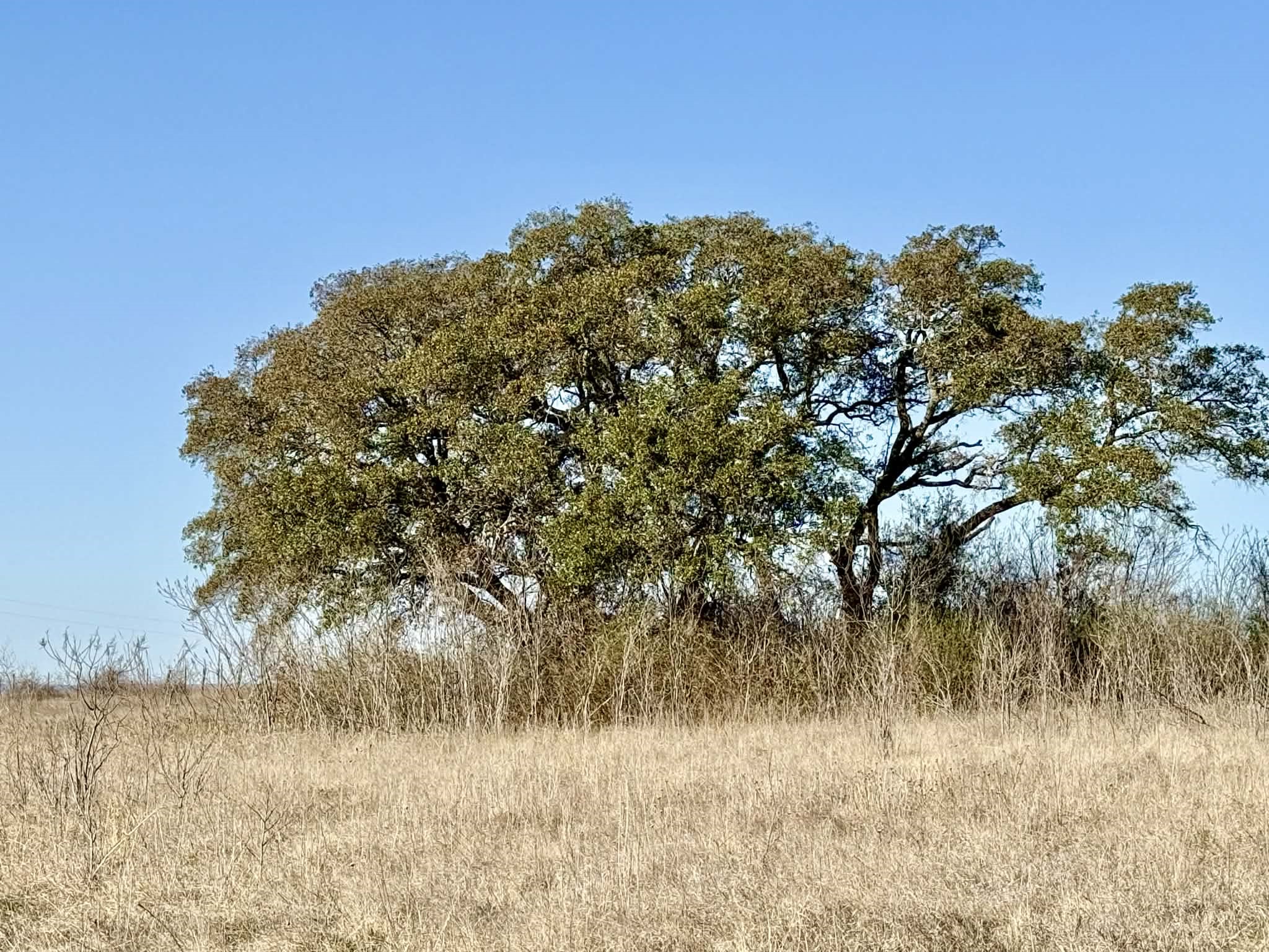 Tbd 20.02 Acres Cr 328 Dublin TX 76446