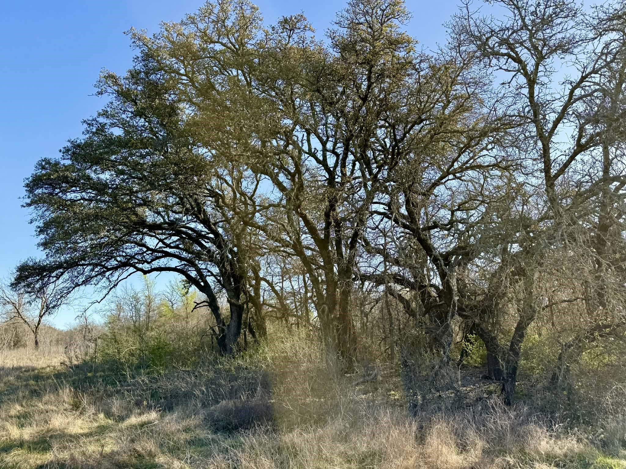 Tbd 20.02 Acres Cr 328 Dublin TX 76446