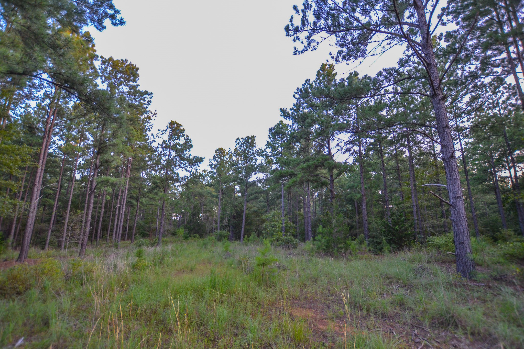 Tract 3 Highway 155 Frankston TX 75763