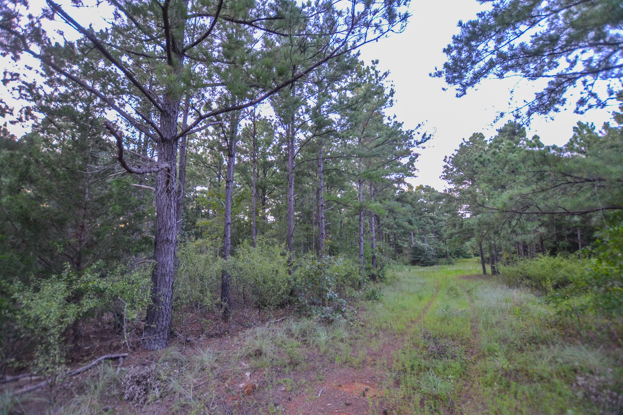 Tract 3 Highway 155 Frankston TX 75763