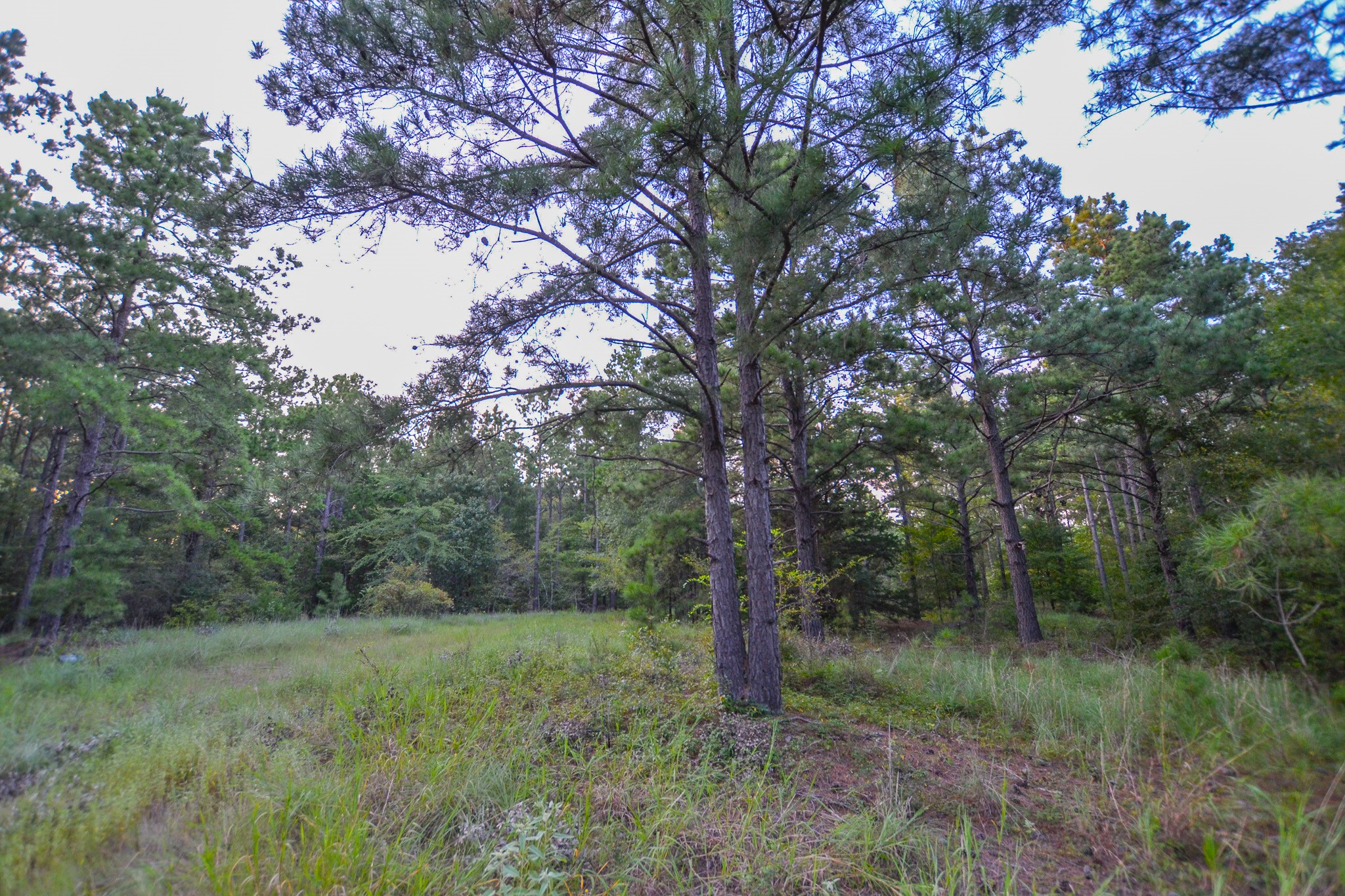Tract 3 Highway 155 Frankston TX 75763