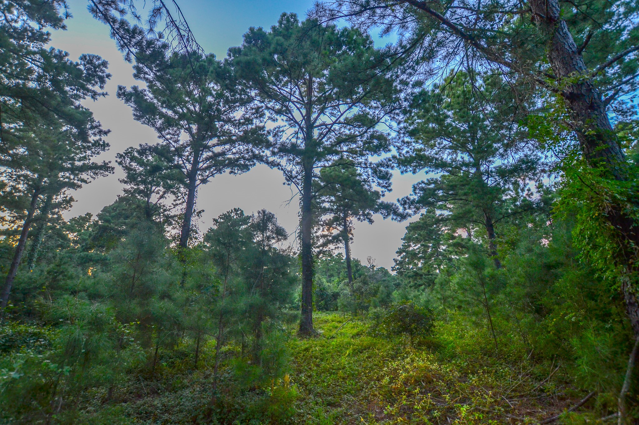 Tract 3 Highway 155 Frankston TX 75763