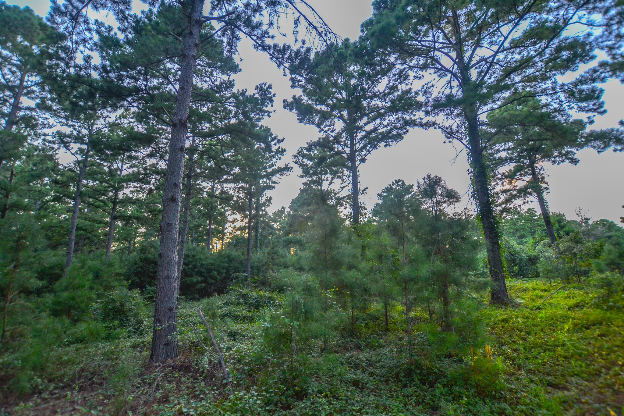 Tract 3 Highway 155 Frankston TX 75763