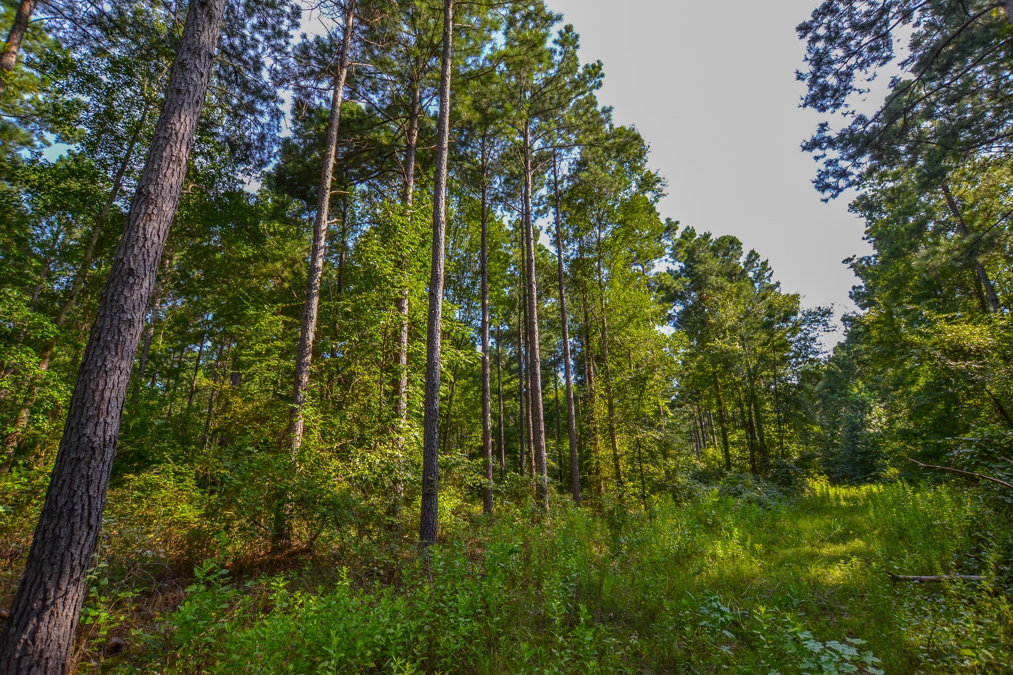 Tract 3 Highway 155 Frankston TX 75763