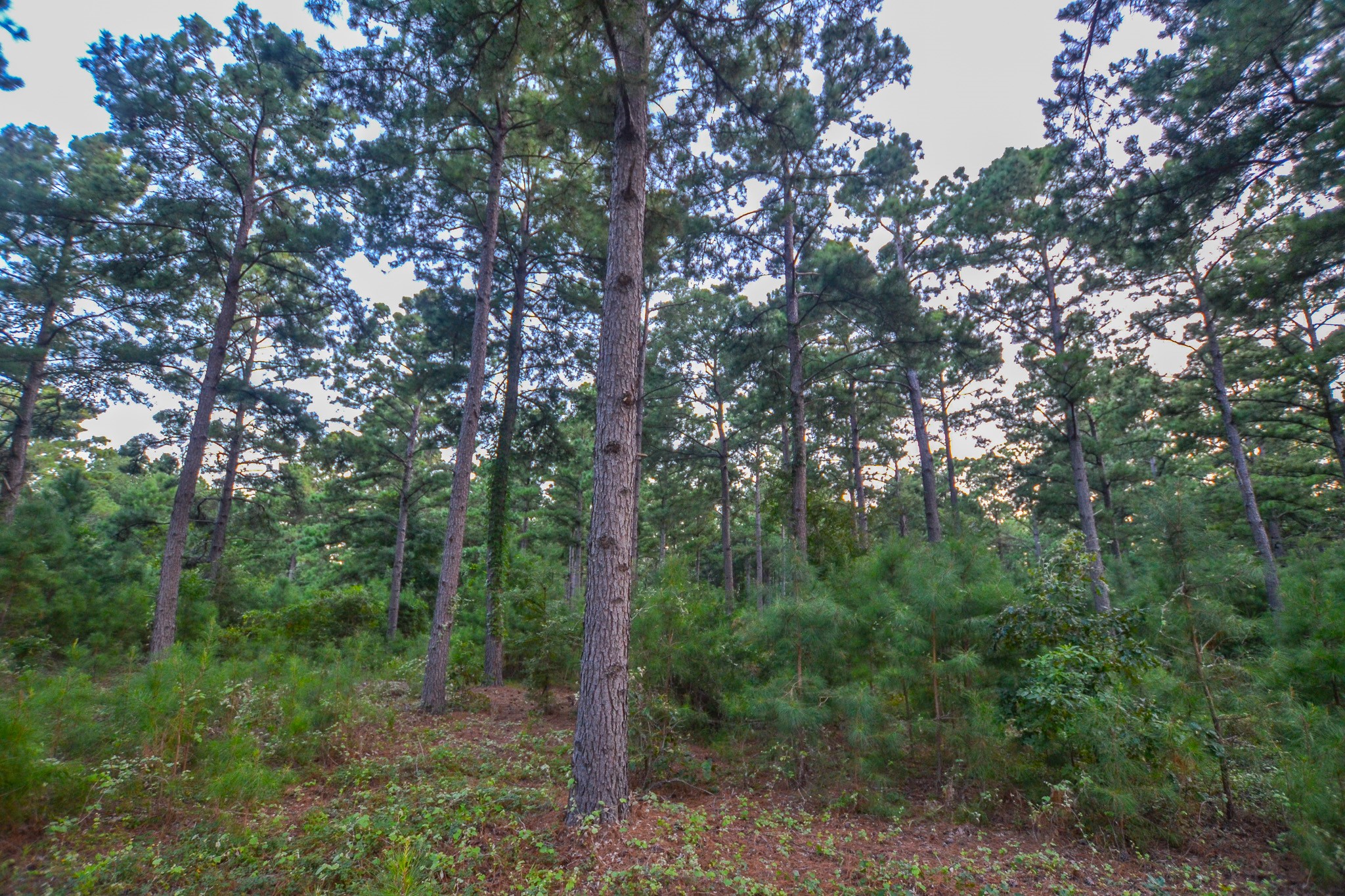 Tract 3 Highway 155 Frankston TX 75763