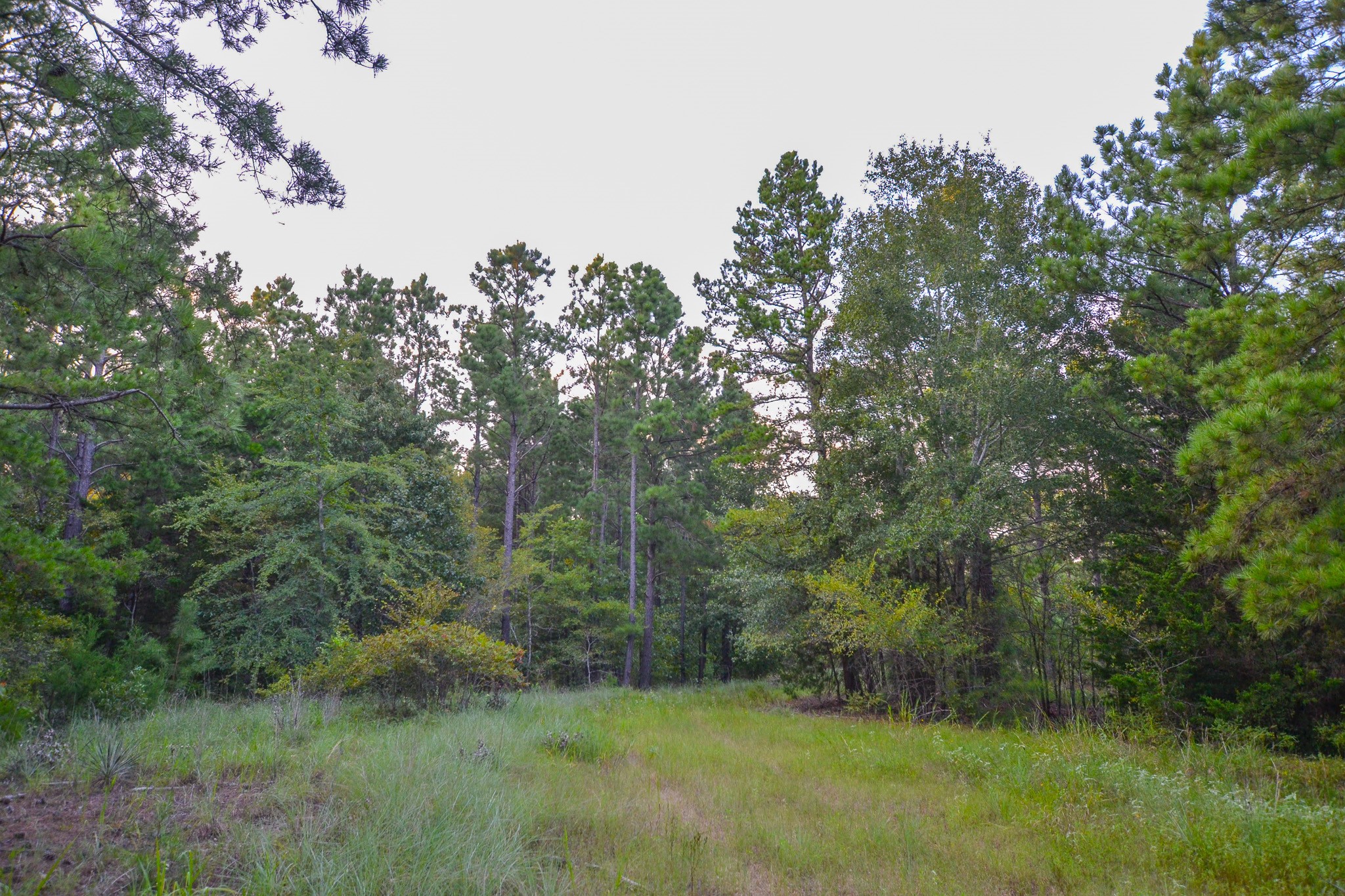 Tract 3 Highway 155 Frankston TX 75763
