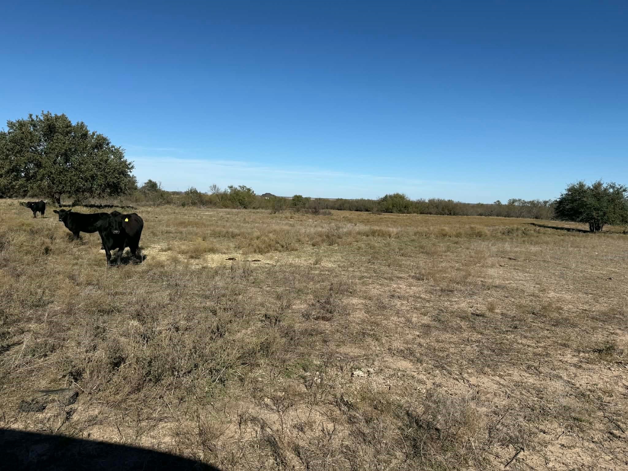 Tbd County Road 436 Rising Star TX 76471