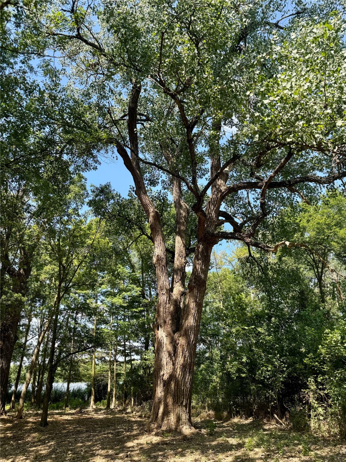 Lot 340 Grand View Drive Athens TX 75752