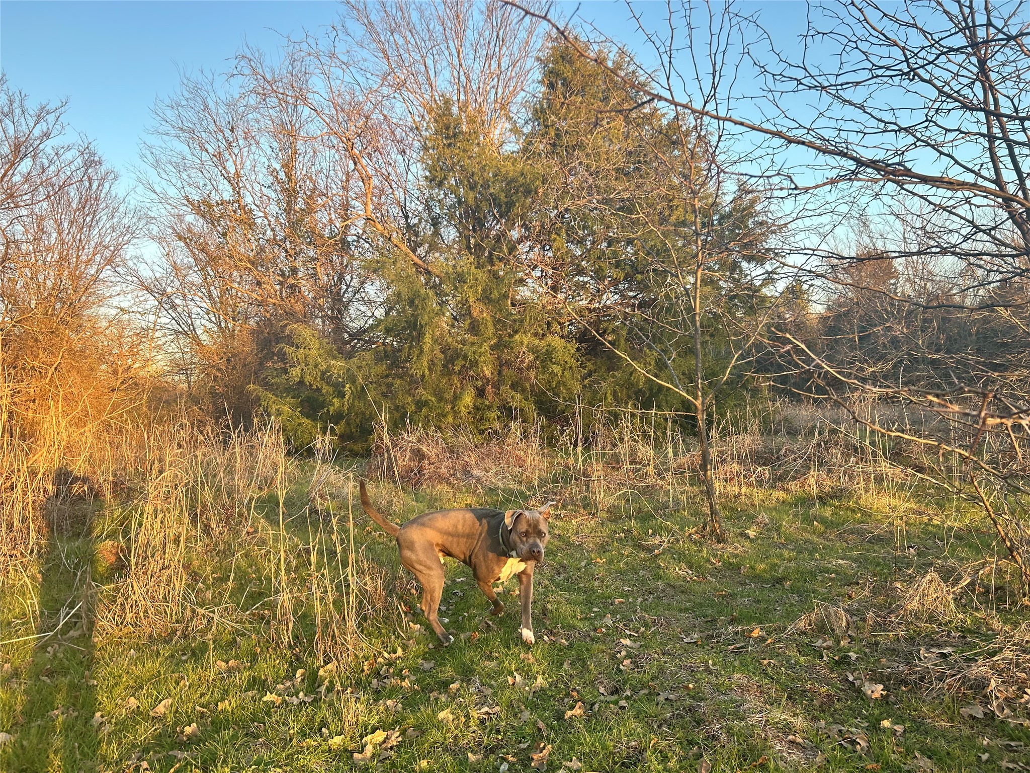 17923-a County Road 4075 Scurry TX 75158