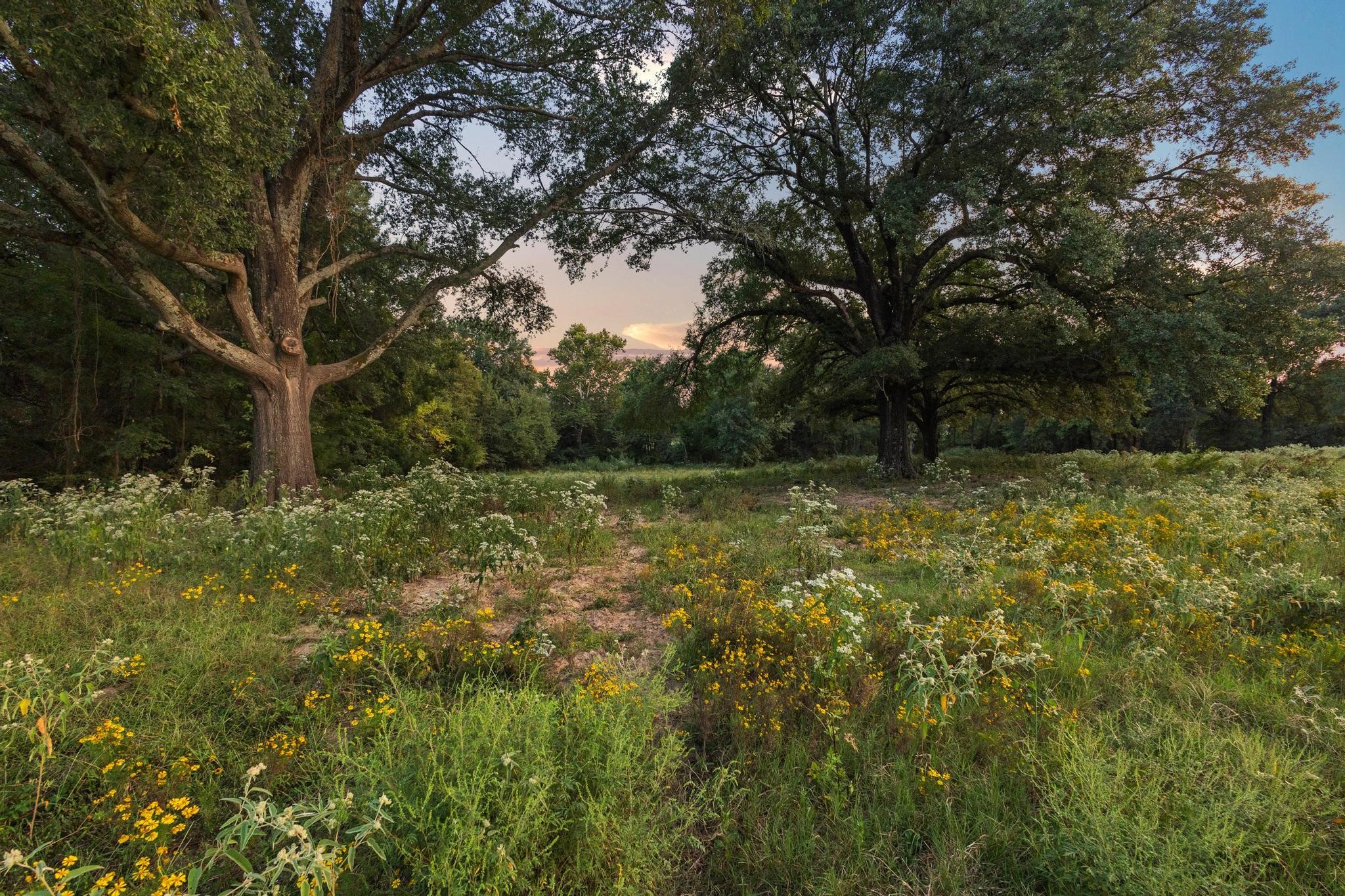 0 County Road 2615 Lamasco TX 75488