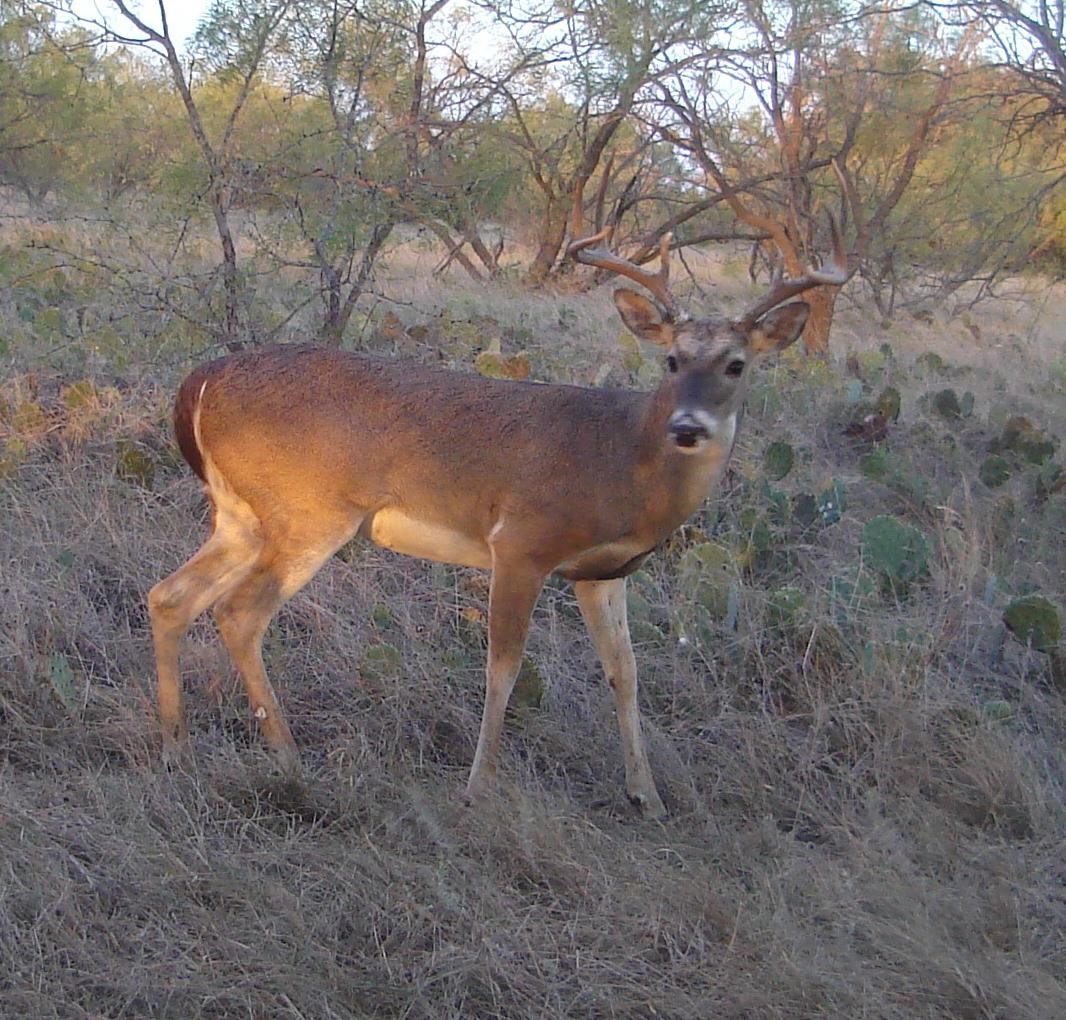 970 County Road 256 Coleman TX 76834