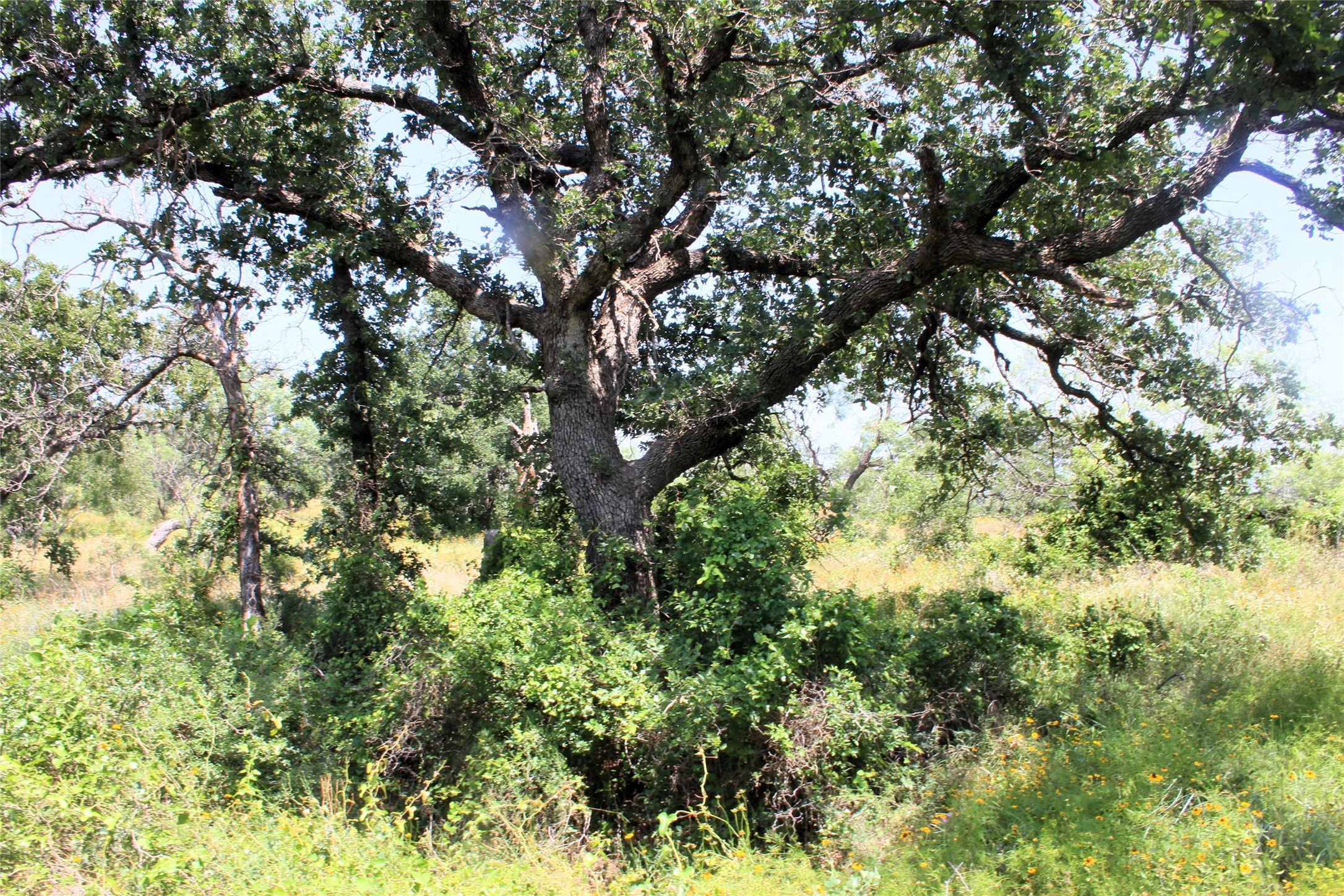 3300 Fm 45 San Saba TX 76871