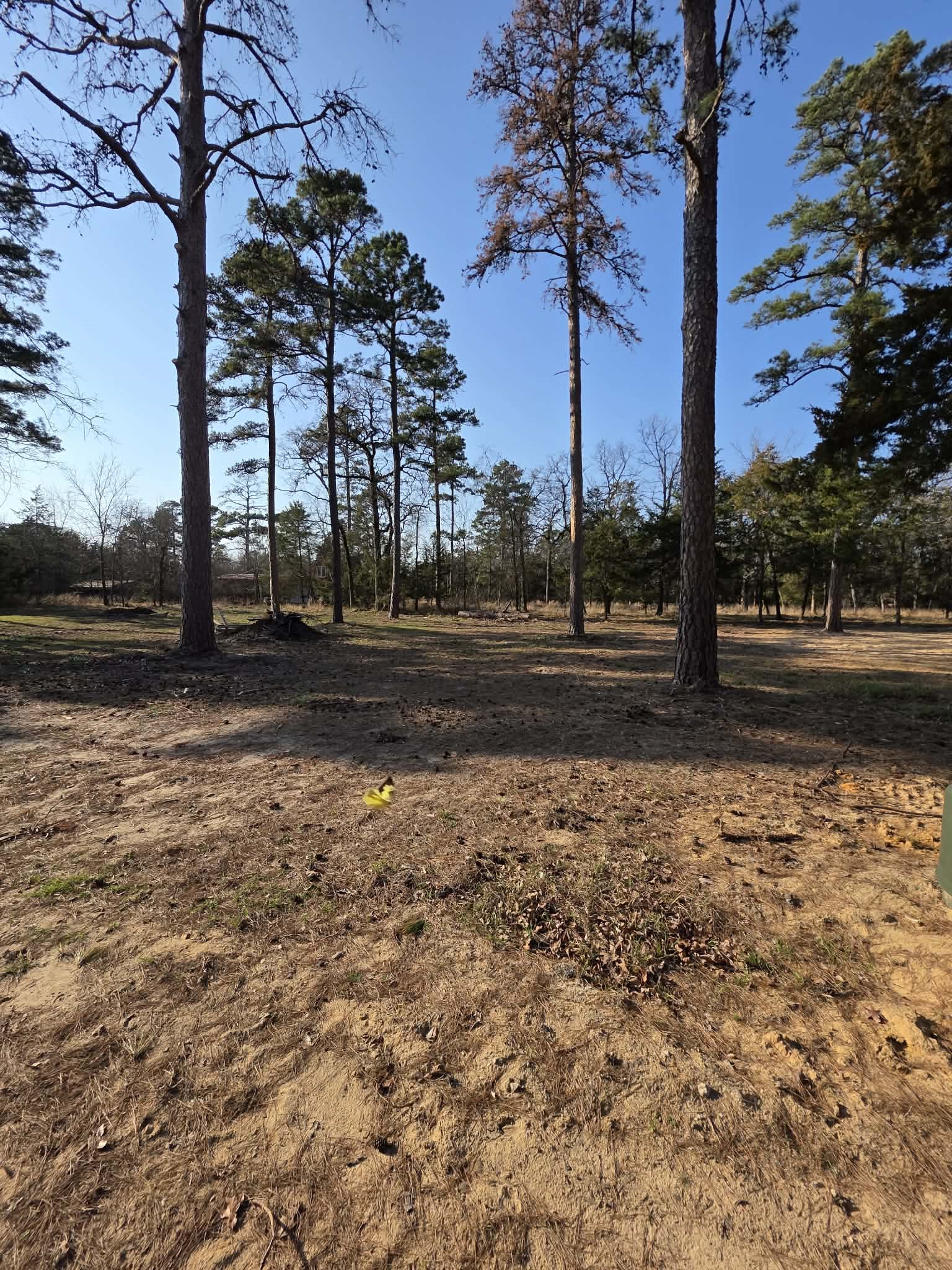 Lot 36 & 37 King Charles Road Scroggins TX 75480