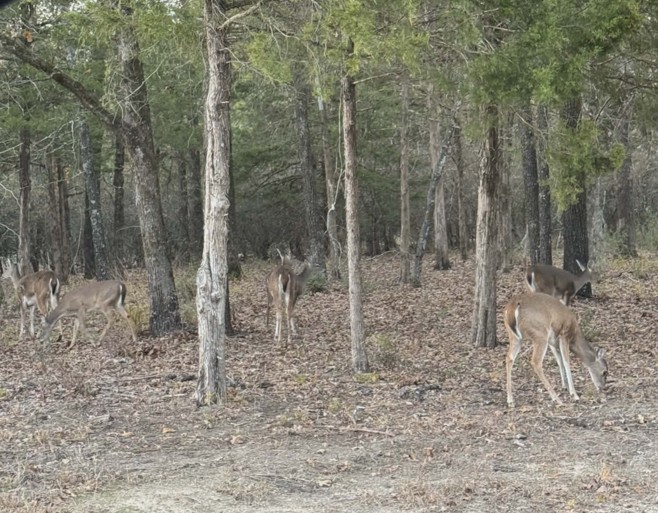 Lot 36 & 37 King Charles Road Scroggins TX 75480