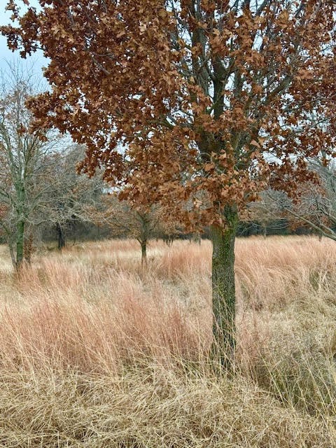702 County Road 3597 Boyd TX 76023
