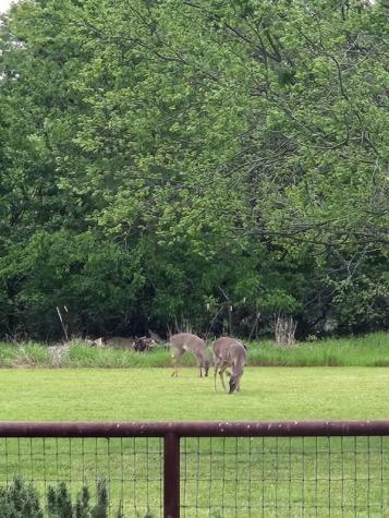 467 Wilderness Trail Royse City TX 75189