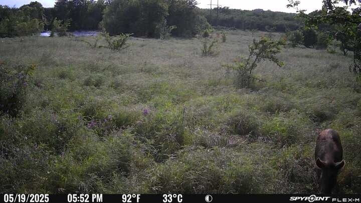 Tbd County Road 3527 Saltillo TX 75478