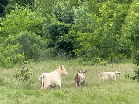 Tbd County Road 3527 Saltillo TX 75478